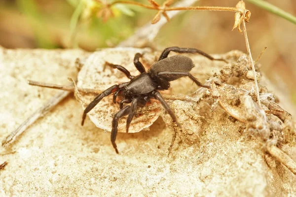 Gard Fransa Siyah Bir Gnaphosidae Örümceğine Yakın Çekim — Stok fotoğraf