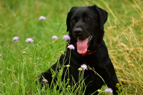 Mor Çiçeklerle Dolu Bir Tarlada Oturan Siyah Labrador Köpeği Çok — Stok fotoğraf