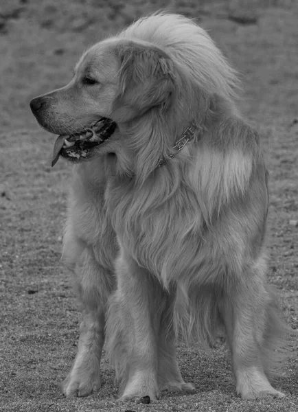 Eine Monochrome Vertikale Aufnahme Des Flauschigen Hundes Der Zur Seite — Stockfoto