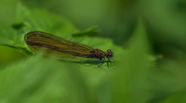 Une Libellule Sur Une Feuille Verte Dans Jardin — Photo