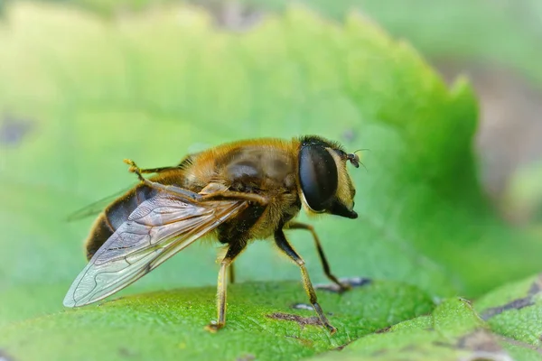 Closeup Bee Fly Erstalis Tenax While Cleaning Her Wings — Stock Photo, Image