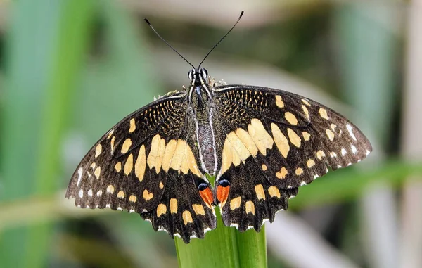 Bir Bitkinin Üzerindeki Kelebeklerin Yakın Plan Çekimi — Stok fotoğraf