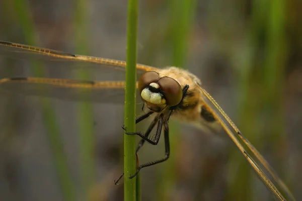 Передний Крупный План Четырехпятнистой Стрекозы Libellula Quadrimaculata Болотистой Местности — стоковое фото