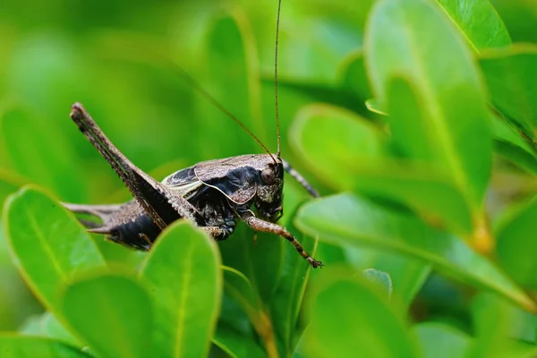 Close Van Dark Bush Cricket Pholidoptera Griseoaptera Verscholen Tussen Groene — Stockfoto