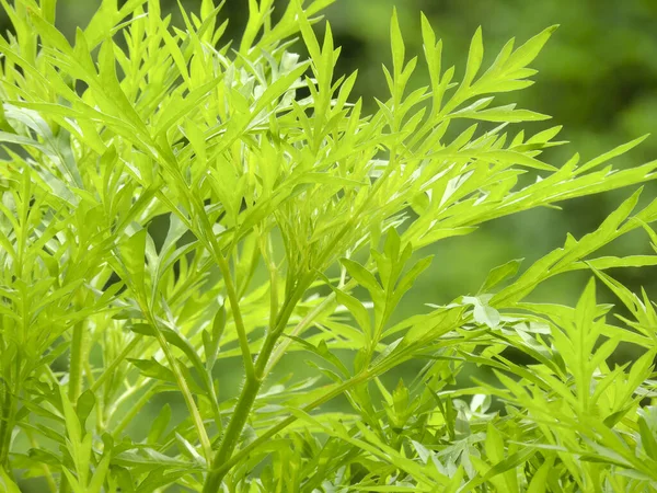 Closeup Sweet Wormwood Artemisia Annua — Stock Photo, Image