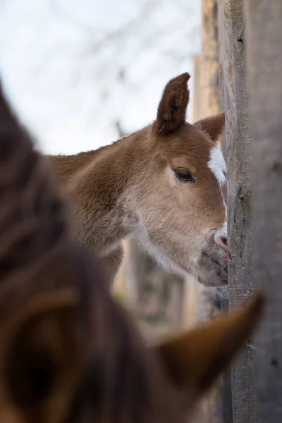 Vertical Shot Donkey Farm Blurred Background — Stock Photo, Image