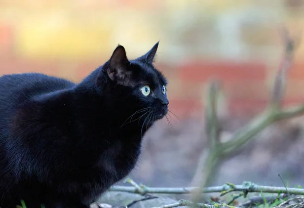 Ένα Κοντινό Πλάνο Μιας Χαριτωμένης Μαύρης Γάτας Πράσινα Μάτια — Φωτογραφία Αρχείου