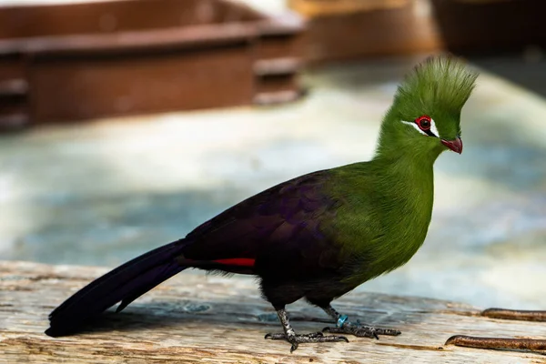 Selective Cute Green Turaco — Stock Photo, Image