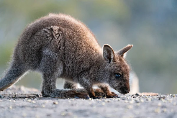 Egy Vörös Nyakú Wallaby Közelsége Egy Joey Val Erszényében — Stock Fotó