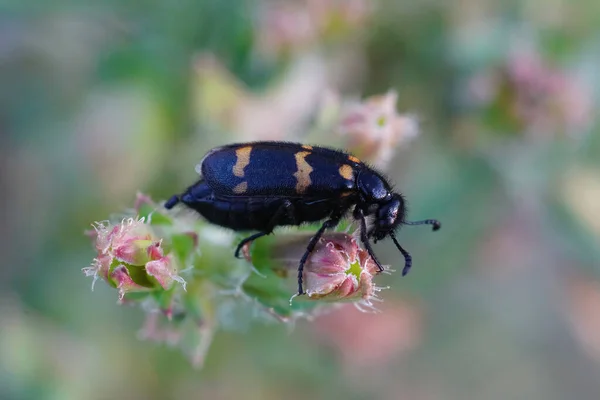 Внешний Крупный План Жука Волдыря Mylabris Variabilis Размытом Фоне — стоковое фото