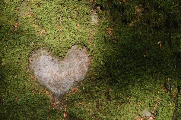 Closeup Heart Shape Grass Top View — Stock Photo, Image