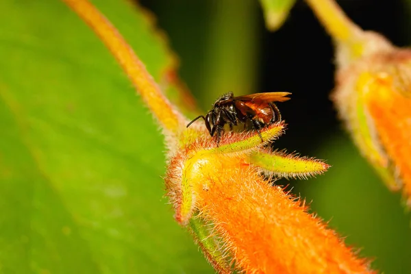 Una Macro Toma Abeja Una Flor Prado —  Fotos de Stock