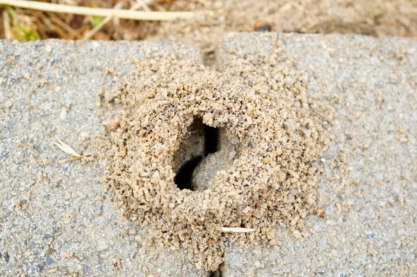 Bovenaanzicht Van Ingang Van Een Mierenhoop Weide — Stockfoto