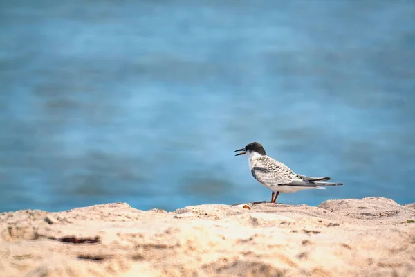 Seletivo Pássaro Tern Comum Sterna Hirundo Perto Lago Natureza — Fotografia de Stock