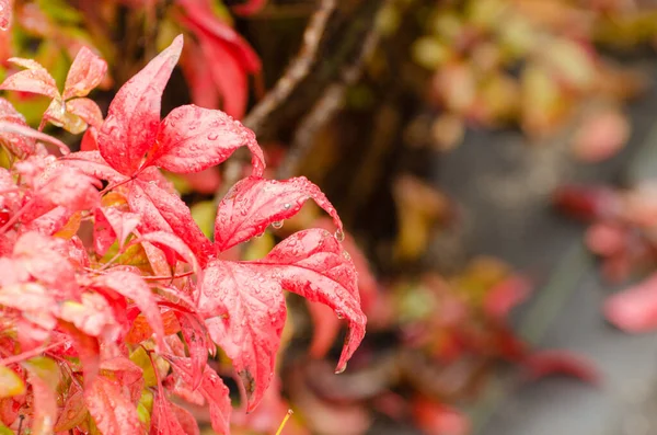 Röda Blomväxter Täckta Med Regndroppar Efter Duggregn Hiroshima Japan — Stockfoto