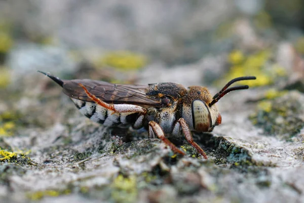 Zbliżenie Samicę Małego Kolorowego Ostrego Ogona Pszczelego Coelioxys Acanthura — Zdjęcie stockowe