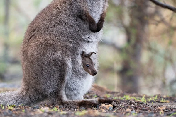 Primer Plano Wallaby Cuello Rojo Con Joey Bolsa — Foto de Stock