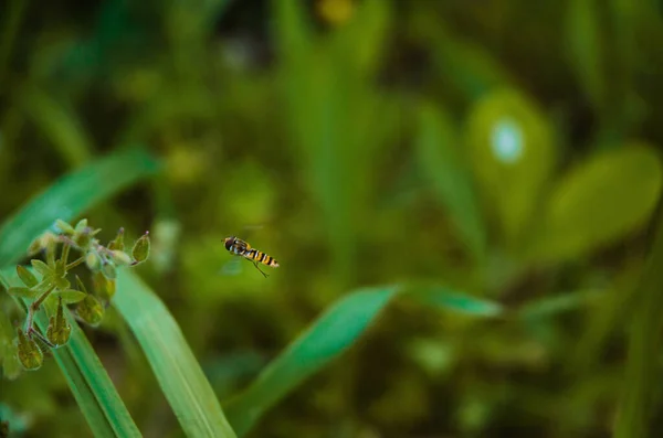 Nahaufnahme Einer Biene Die Der Nähe Einer Pflanze Auf Verschwommenem — Stockfoto