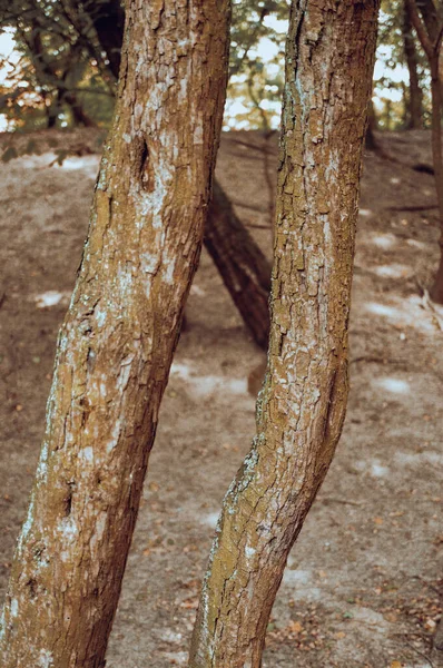 Eine Vertikale Aufnahme Von Zwei Dünnen Baumstämmen Nebeneinander — Stockfoto