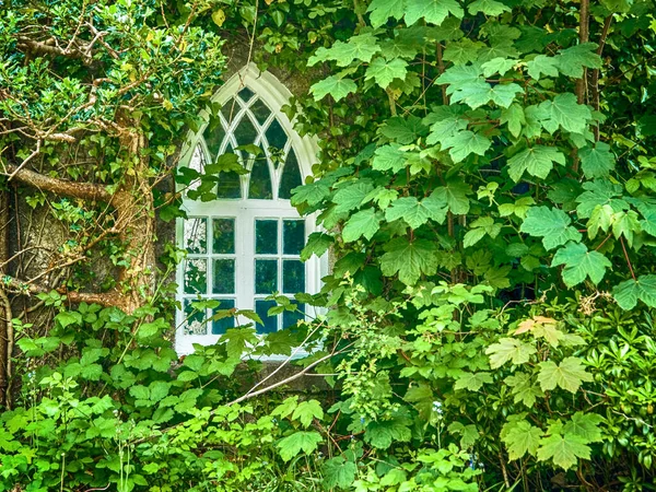 Yeşil Yapraklarla Kaplı Bir Duvarı Beyaz Bir Klasik Pencere Olan — Stok fotoğraf