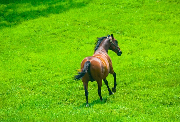 Лошадь Пасущаяся Пастбище Ферме — стоковое фото