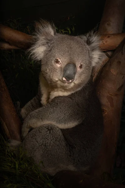 Zbliżenie Misia Koala Drzewie Patrzącego Kamerę — Zdjęcie stockowe