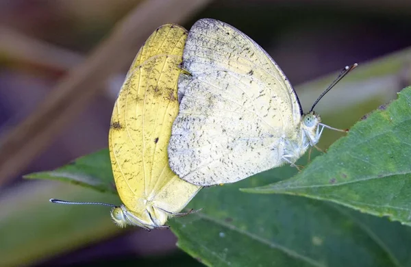 Detailní Záběr Páření Hmyzu — Stock fotografie