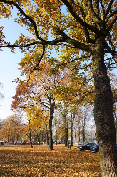 Poznan Poland Okt 2015 Ett Vertikalt Skott Träd Och Fallna — Stockfoto