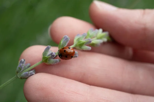 Una Pequeña Mariquita Mano Del Hombre — Foto de Stock