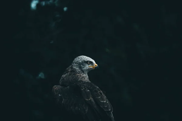 Gros Plan Bel Aigle Sur Fond Feuilles Sombres — Photo