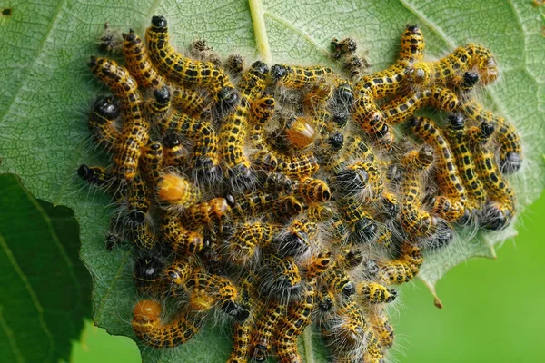 Close Harige Gele Rups Van Bladroller Phalera Bucephala Tuin — Stockfoto