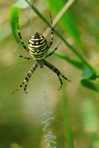 一只雌性黄蜂蜘蛛Argiope Bruennichi的垂直特写 安放在她的网页上 — 图库照片