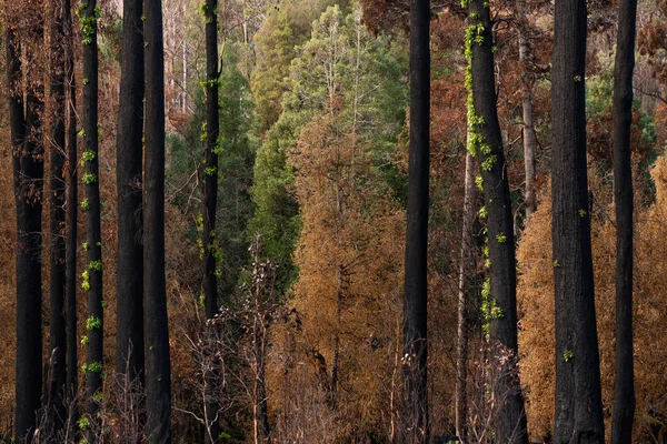 Eukalyptusträden Återhämtar Sig Efter Skogsbrand Australien — Stockfoto