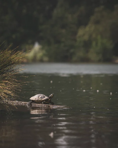 Μια Κάθετη Βολή Μιας Χελώνας Μπαίνει Μια Λίμνη — Φωτογραφία Αρχείου