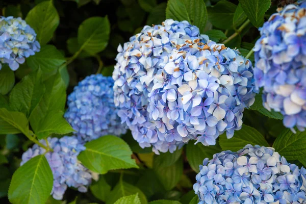 Enfoque Selectivo Hortensias Azules —  Fotos de Stock