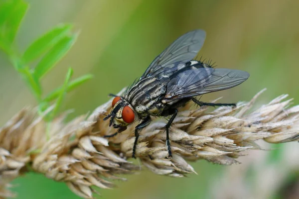 Primeros Planos Detallados Sobre Una Mosca Ojos Rojos Sarcophaga Carnaria — Foto de Stock