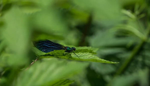 Eine Libelle Auf Einem Grünen Blatt Garten — Stockfoto