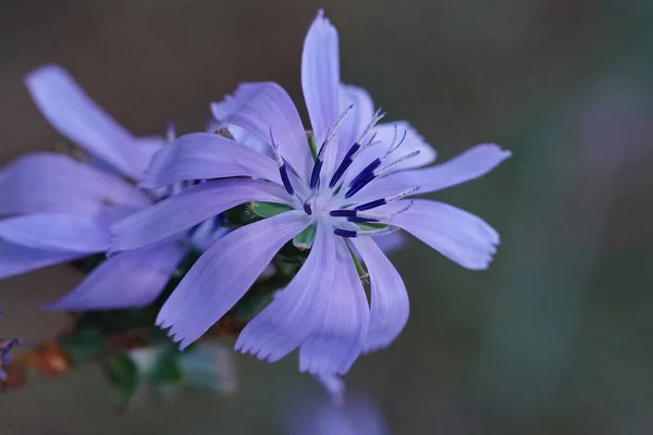 Close Sobre Flor Azul Chicoree Selvagem Cichorium Intybus Gard França — Fotografia de Stock