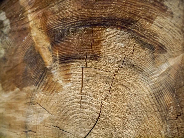 特写一个湿透了的 被砍了的 有裂缝的浓密树干的特写 — 图库照片