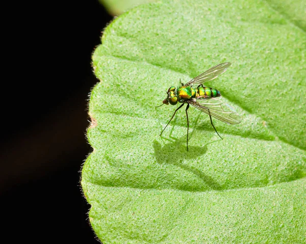 Macro Shot Green Bottle Fly Plant Leaf Free Space Text — Stock Photo, Image