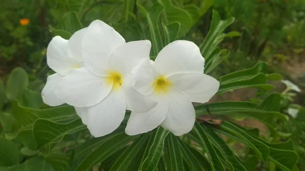 Een Closeup Van Jasmijn Bloemen Bloeien Een Veld Met Een — Stockfoto