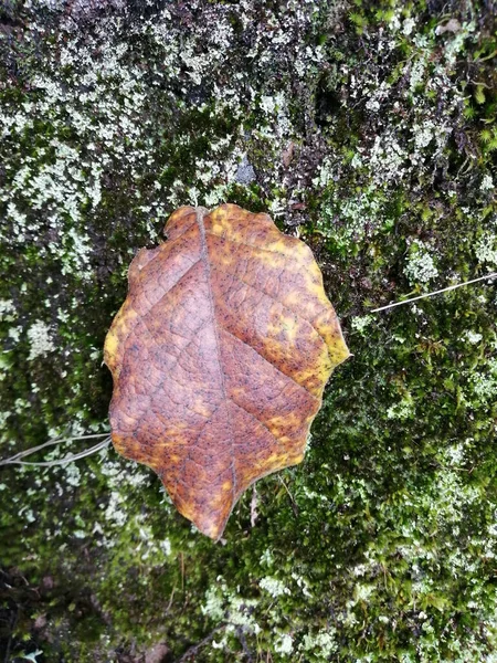 Gros Plan Une Feuille Séchée — Photo