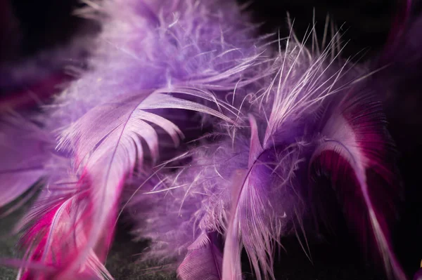 Closeup shot of textured purple feathers on a dreamcatcher Stock Photo by  wirestock