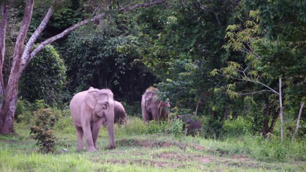 Μια Μεγάλη Ομάδα Ελεφάντων Στο Εθνικό Πάρκο Kruger Botswana — Αρχείο Βίντεο