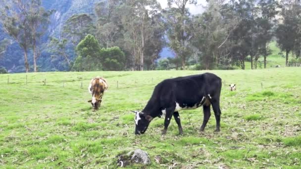 Cows Grazing Green Grass — Stock Video