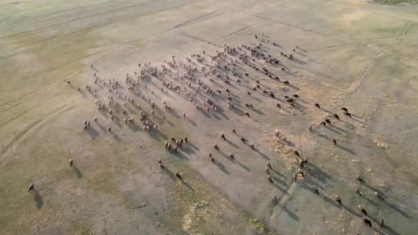 Grande Grupo Vacas Natureza Selvagem África — Vídeo de Stock
