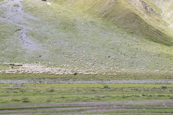 Ovelhas Cabras Vale Vida Animal Doméstica Fazenda Nas Montanhas Grande — Fotografia de Stock