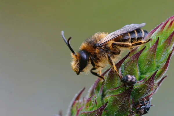 Closeup Male Purple Loosestrife Bee Melitta Nigricans Green Flower Hostplant — Stock Photo, Image