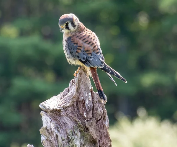 Beautiful American Kestrel Perched Log Forest — Stock Photo, Image
