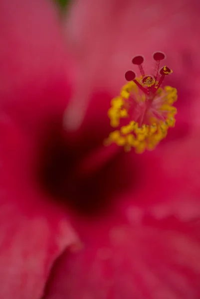 Trópusi Fényes Hibiszkusz Vagy Hibiszkusz Guatemalában Közép Amerikában — Stock Fotó